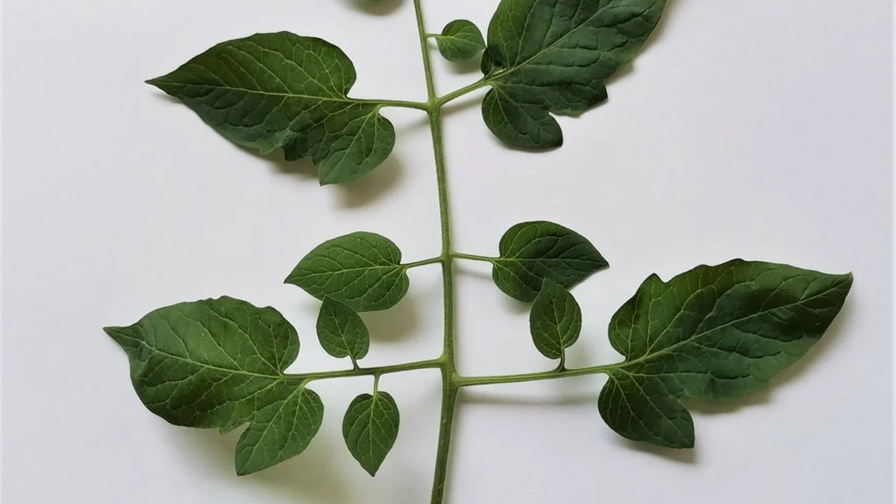 茄子福利视频探索优质视频内容的新平台